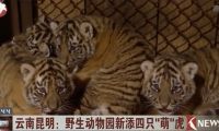 云南昆明：野生动物园新添四只“萌”虎