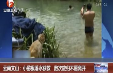 云南文山：小猕猴落水获救 数次放归不愿离开