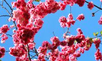樱花赞