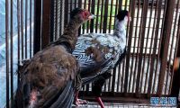 西双版纳：村民用母鸡孵出保护动物白鹇 