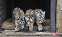 云南野生动物园东北虎哺育成活7胞胎