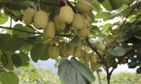 峨山县近百亩红心猕猴桃即将成熟上市