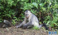 雨中探访香格里拉滇金丝猴国家公园 