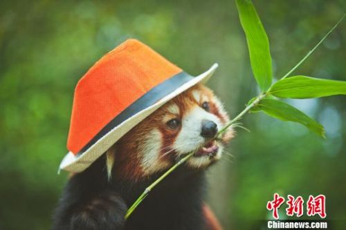 小熊猫嘟嘟拍写真：萌态十足　呼吁大家关爱动物