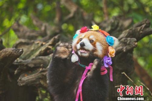 小熊猫嘟嘟拍写真：萌态十足　呼吁大家关爱动物