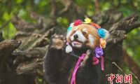 小熊猫嘟嘟拍写真：萌态十足　呼吁大家关爱动物