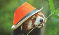 云南网红小熊猫“嘟嘟”拍写真照 呼吁关爱动物