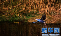 云南大理：生态与水鸟的美丽遇见