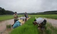 景洪市勐捧镇进行水稻小品种试验