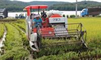 勐海县稻-鱼-鸭-蔬绿色种养模式示范——水稻实收测产 