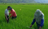 市农科所联合相关站所科技人员深入田间地头分类指导水稻生产 