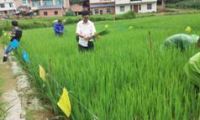 土壤肥料岗位专家到麻栗坡县指导水稻减肥减药试验示范工作 