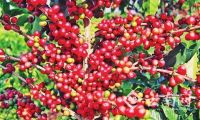 高黎贡山下种的咖啡——保山小粒咖啡远销海内外