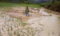 景洪市勐养镇暴雨洪灾后农作物病虫害的防治措施