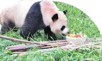 熊猫毛竹在昆明度过首个生日 3岁礼物是冰块蛋糕 