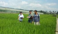 云南省水稻产业体系首席科学家到玉溪检查玉溪试验站工作 