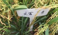 勐海县水稻新品种现场观摩会在勐遮召开 