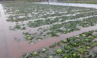 雪上加霜：通海县蔬菜基地又遭大雨涝害 