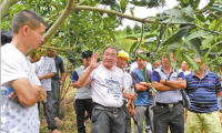 云南：科技引领芒果迈向广阔天地 50亩果林年入百万