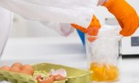 欧洲现“毒鸡蛋” 数百万鸡蛋疑遭杀虫药污染急召回