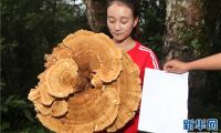 云南普洱现神秘巨型蘑菇 可惜有毒无法食用 
