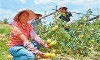 凤庆县打造无公害蔬菜种植专业示范村