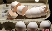 比利时小城不惧“毒鸡蛋”影响仍将制作超大鸡蛋饼