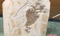 亿年古生物化石“花落”上海自然博物馆 