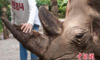 云南普洱推出国内首个犀牛零距离触摸体验项目