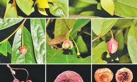 中科院西双版纳热带植物园发现番荔枝科新种:盈江暗罗