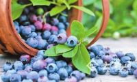 国际蓝莓大会首次在中国举办  云南曲靖打造蓝莓之都