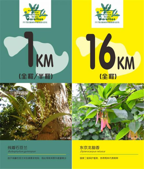 西双版纳植物园马拉松9月16日开跑 公里牌含42个物种信息