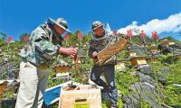 云南罗平：壮大蜂产业助力山区脱贫攻坚