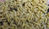 云南省疾控中心预警：尽量不要食用野生马蜂蜂蛹