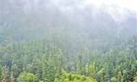 树轮揭示 喜马拉雅中部干旱化加剧原因