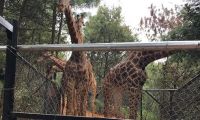 云南野生动物园为长颈鹿建通道