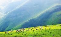 云南五大行动守护美丽草原 促进畜牧业转型发展