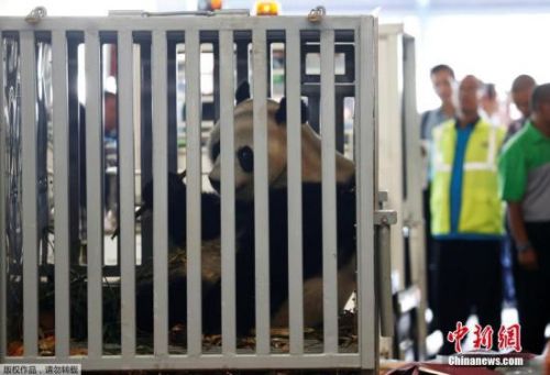 当地时间2017年9月28日，印度尼西亚唐格朗，来自中国成都的大熊猫“彩陶”和“湖春”乘坐专机抵达当地机场。据悉，雄性熊猫“彩陶”与雌性熊猫“湖春”今年均为７岁，将落户印尼野生动物园，将在隔离观察一段时间后对印尼公众开放。中印尼两国将正式开始为期10年的大熊猫保护合作研究。