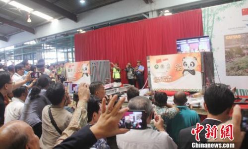 中国大熊猫抵印尼欢迎民众热情爆棚（图）
