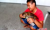云南一村民上山采药捡到猕猴 饲养半年交森警
