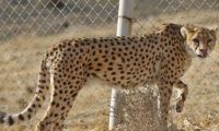 亚洲猎豹仅剩约50只 移居伊朗沙漠地区