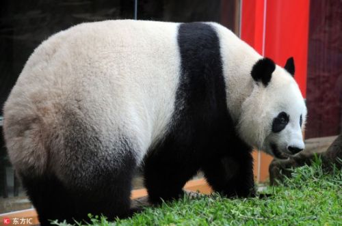 旅印尼大熊猫“湖春”不惧镜头 与游客隔窗互动好调皮【6】