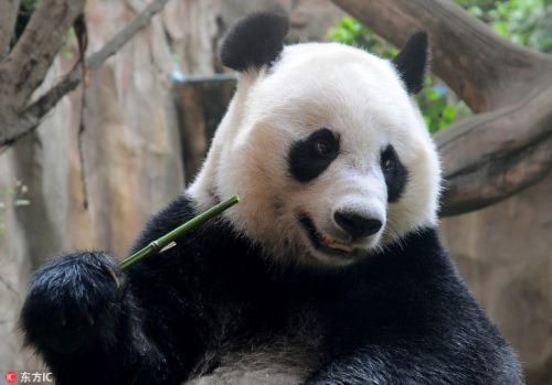旅印尼大熊猫“湖春”不惧镜头 与游客隔窗互动好调皮【2】