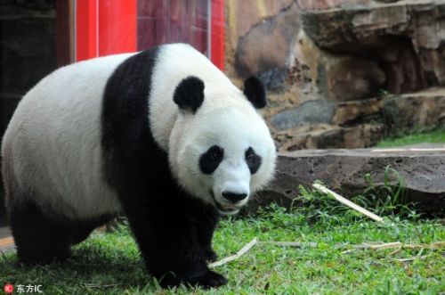 旅印尼大熊猫“湖春”不惧镜头 与游客隔窗互动好调皮【3】