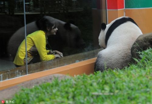 旅印尼大熊猫“湖春”不惧镜头 与游客隔窗互动好调皮【4】