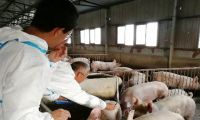 陆良试验站深入规模养殖场开展养猪技术指导