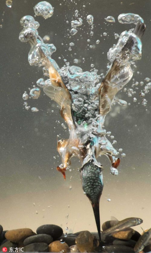 摄影师水下记录翠鸟精准捕鱼瞬间 水泡四起画面震撼