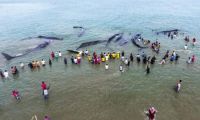 印尼12头巨型抹香鲸搁浅 热心民众前往营救