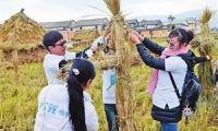 大理举办首届稻米文化艺术节 开展扎稻草人等活动