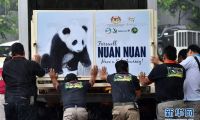 出生在马来西亚的大熊猫“暖暖”启程回国